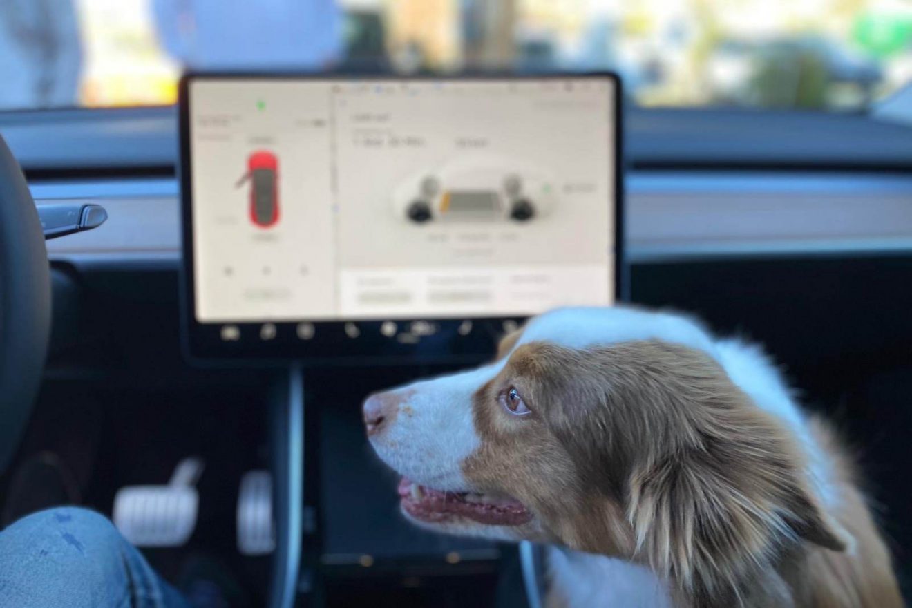 Tesla Model Y Innen Hund